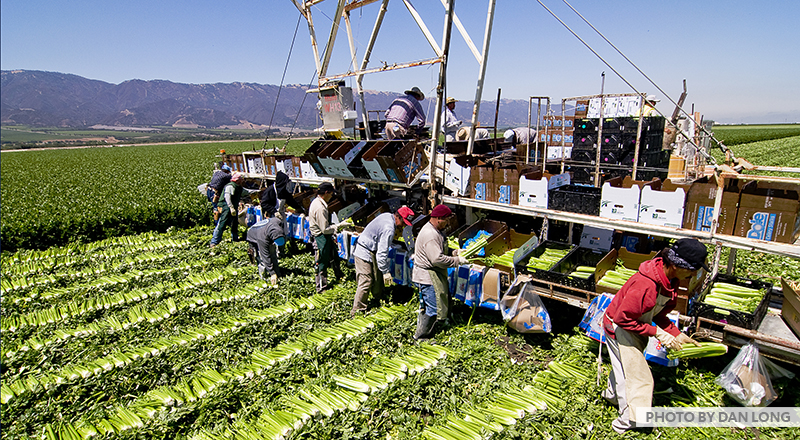 Farm field of lettuce with migrant workers loading trucks